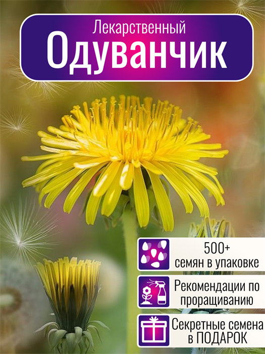 Одуванчик Лекарственный семена 500+ без Пуха! + Бонус + Рекомендации по Проращиванию 10448