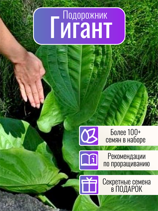 Подорожник Гигант семена более 100 шт + Бонус + Рекомендации по посеву 10451