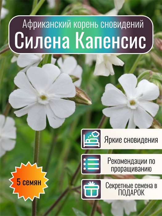 Силена Капенсис Silene Capensis семена 5 шт + Бонус + Рекомендации по проращиванию 10454