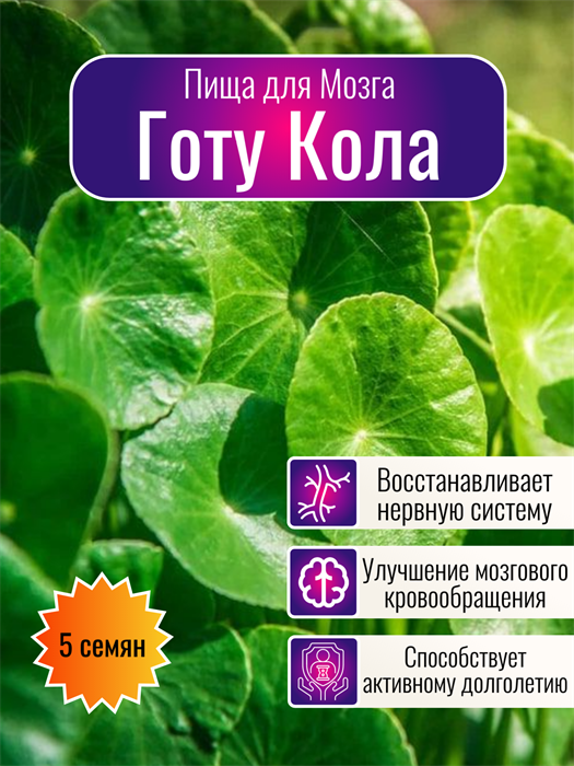 Готу Кола Пища для Мозга семена 5 шт + Бонус + Рекомендации по проащиванию 10455