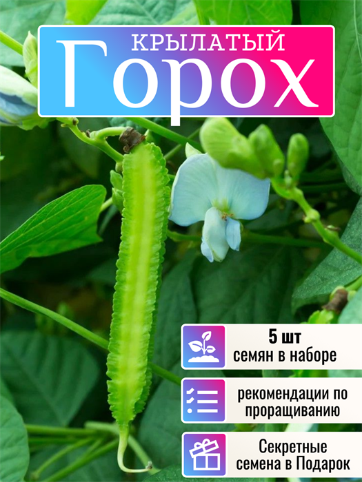 Крылатый Горох семена 5 шт + Бонус + Рекомендации по проращиванию 10461