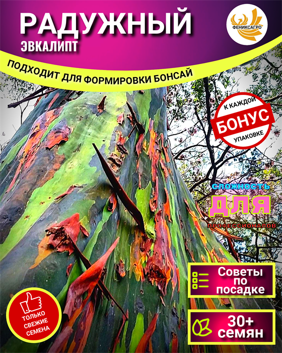 Эвкалипт Радужный 30 семян! + Рекомендации по проращиванию + Бонус 10468