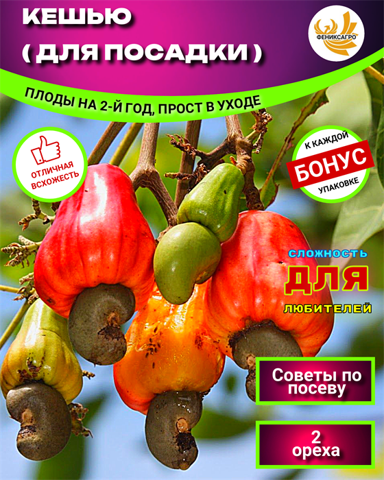 Орех Кешью для Посадки 2шт + рекомендации по проращиванию + Бонус! 10470