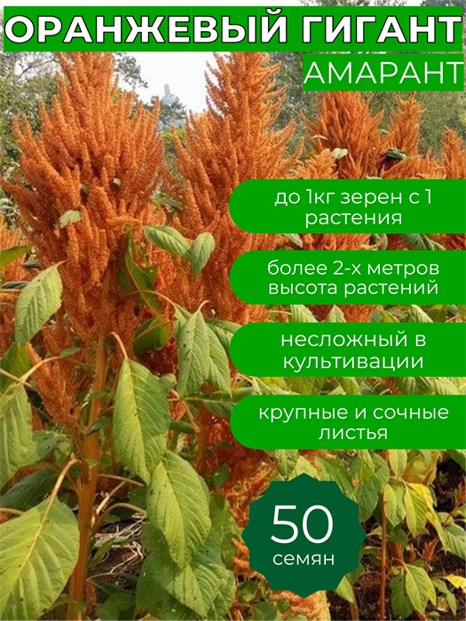 Амарант Оранжевый Гигант семена более 50шт + приятный Бонус! 10471