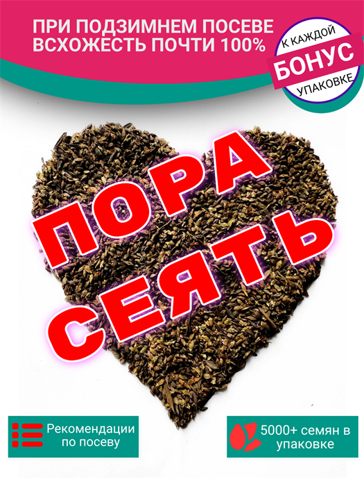 Семена Спорыш (Горец птичий) более 5000+шт! / Гусиная трава / Polygonum aviculare +Секретные семена в ПОДАРОК! 10473