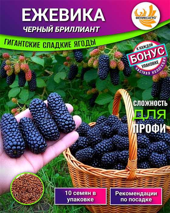 Ежевика ГИГАНТ Черный Бриллиант семена 10 шт + Бонус + Рекомендации по посадке БЕСПЛАТНО! 10478