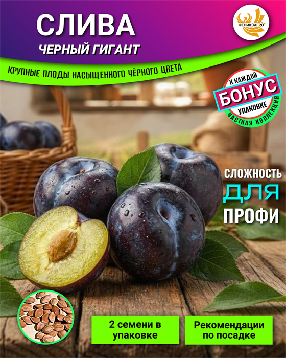 СЛИВА Черный Гигант семена 2 шт + Бонус + Рекомендации по посеву 10479