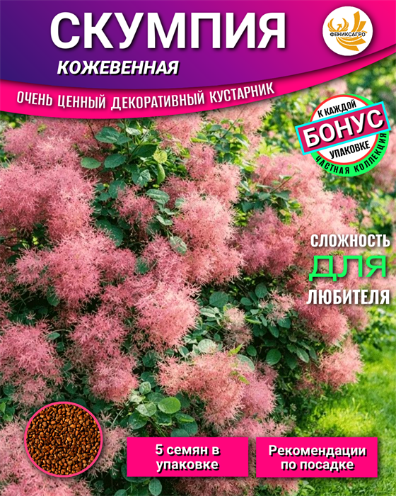 СКУМПИЯ Кожевенная семена 5шт + Советы по Посеву + Подарок 10492