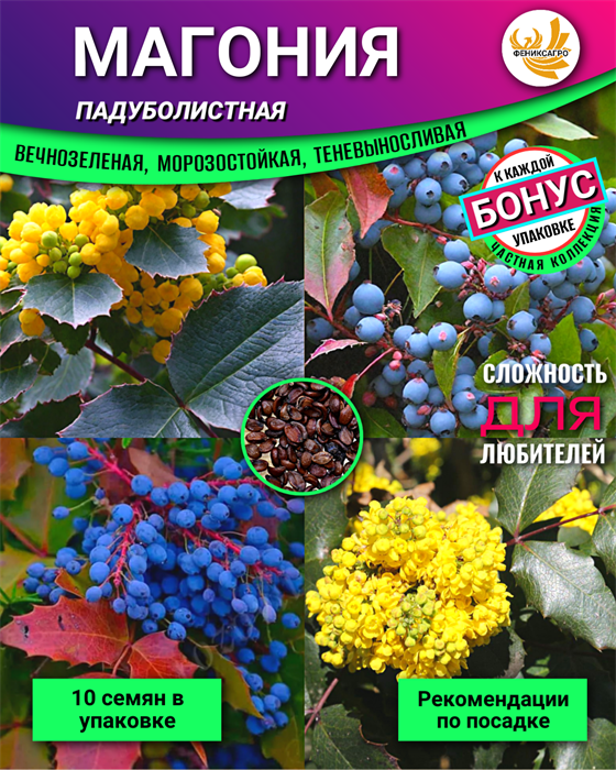 МАГОНИЯ Падуболистная семена 10шт + Советы по Посеву + Подарок 10494