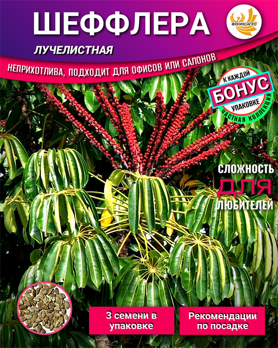 ШЕФФЛЕРА Лучелистная Семена 3шт + Бонус + Рекомендации по посеву БЕСПЛАТНО! 10497