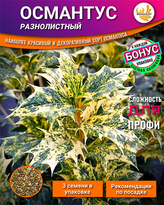 ОСМАНТУС Разнолистный семена 3шт + Бонус + Рекомендации по проращиванию БЕСПЛАТНО 10499