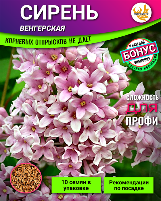 СИРЕНЬ Венгерская семена 10шт + Советы по Посеву + Подарок 10504
