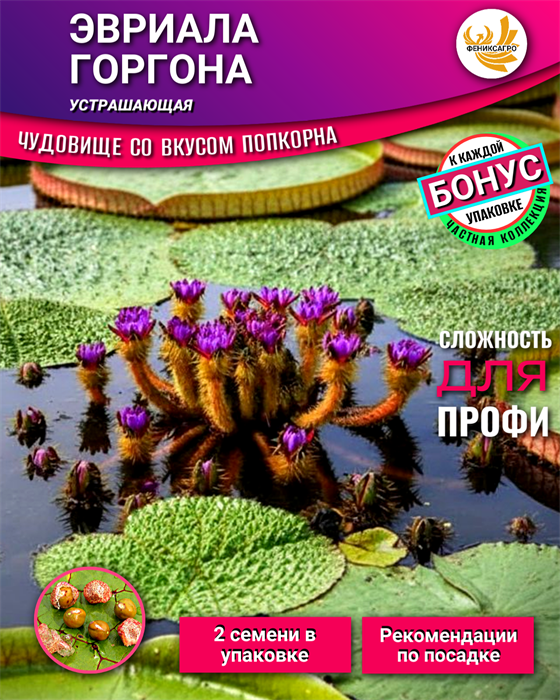 ЭВРИАЛА ГОРГОНА Устрашающая семена 2шт + рекомендации по проращиванию + Подарок 10505