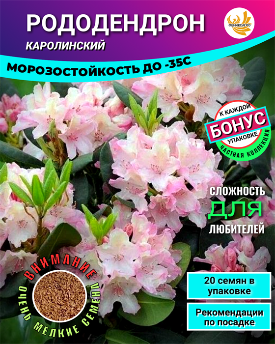 РОДОДЕНДРОН Каролинский семена 20шт + Бонус + Рекомендации по проращиванию БЕСПЛАТНО 10506