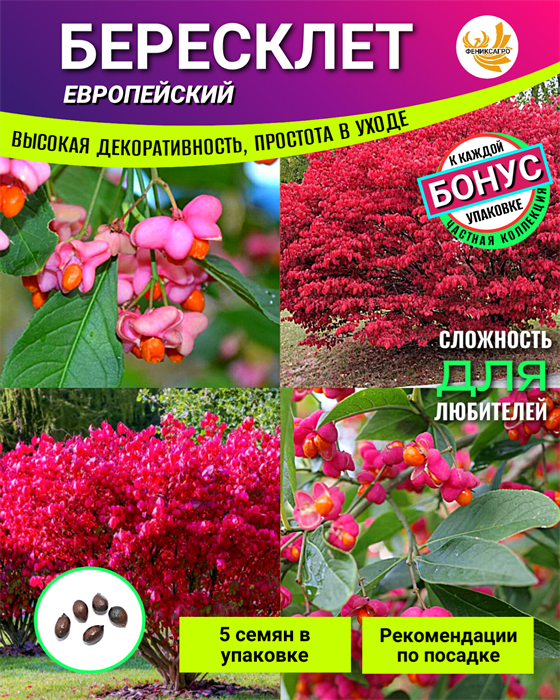 БЕРЕСКЛЕТ Европейский семена 5шт + Советы по Посеву + Подарок 10510