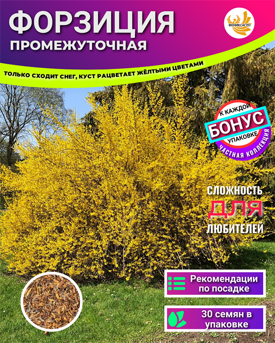 Форзиция семена 30шт + Бонус + Рекомендации по посадке БЕСПЛАТНО 10059