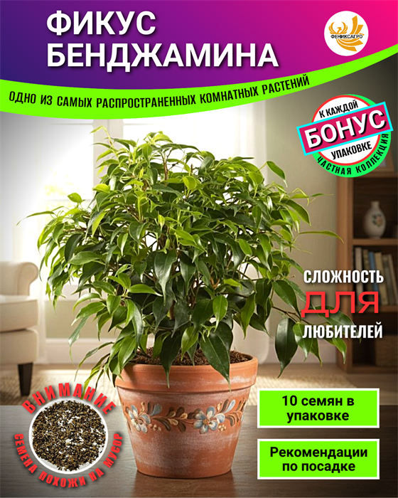 ФИКУС Бенджамина семена 10шт + Бонус + Рекомендации по посадке! 10517