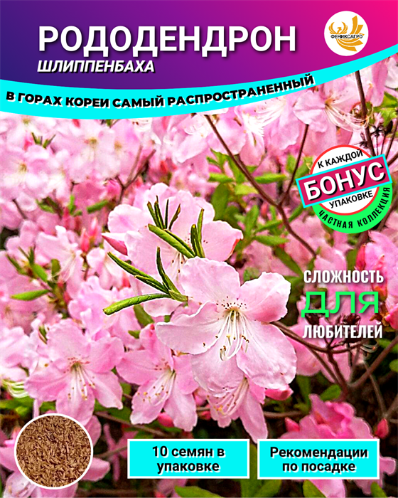 РОДОДЕНДРОН Шлиппенбаха семена 10шт + Бонус + Рекомендации по проращиванию БЕСПЛАТНО 10522