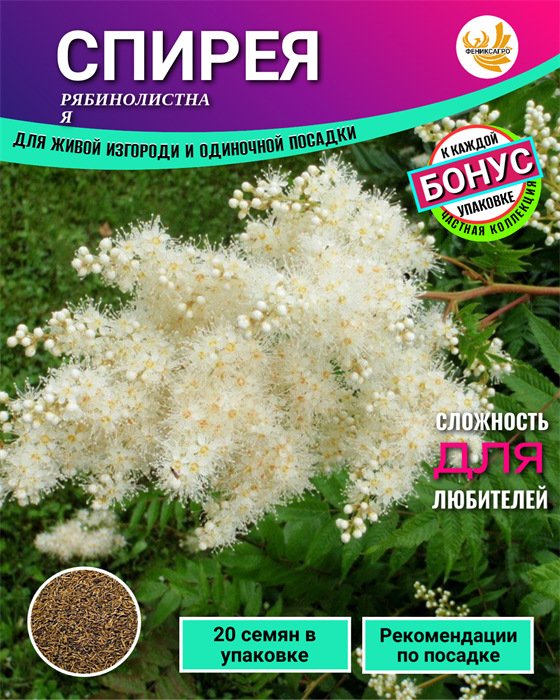 СПИРЕЯ Рябинолистная семена 20шт + Советы по Посеву + Подарок 10524