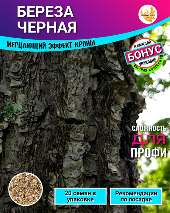 Береза Черная семена 20шт + Бонус + Рекомендации по проращиванию 10528