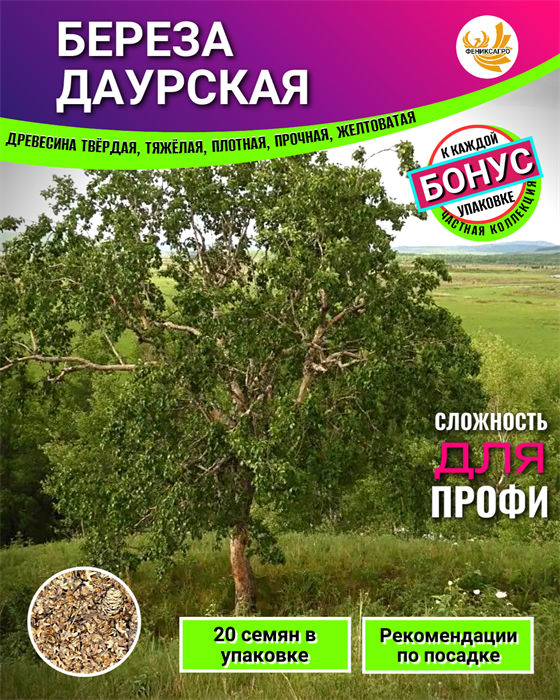 Береза Даурская семена 20шт + Бонус + Рекомендации по проращиванию 10530