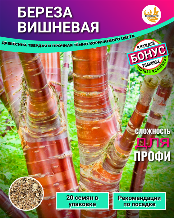 Береза Вишневая семена 20шт + Бонус + Рекомендации по проращиванию 10531