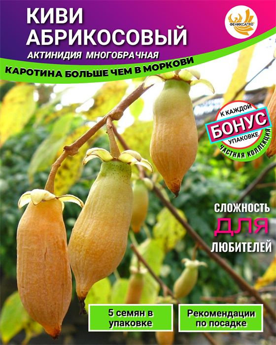 Киви Абрикосовый семена 5шт + Бонус + Рекомендации по проращиванию БЕСПЛАТНО 10533
