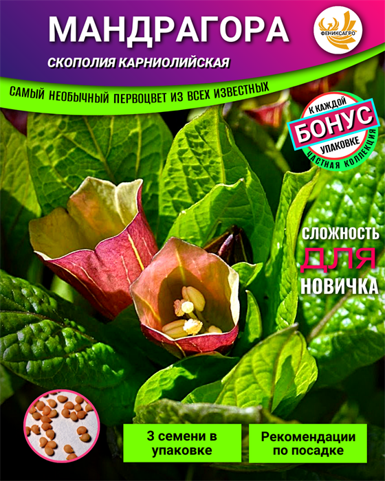 Индийский ЖЕНЬ-ШЕНЬ семена 10шт + Бонус + Рекомендации по посеву БЕСПЛАТНО! 10538