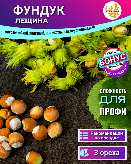 ФУНДУК лещина 3 шт ореха для посадки + Бонус + Рекомендации по проращиванию БЕСПЛАТНО 10540
