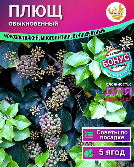 Плющ Обыкновенный Вечнозеленый Ягоды 5 шт + Бонус + Рекомендации по посеву БЕСПЛАТНО! 10543