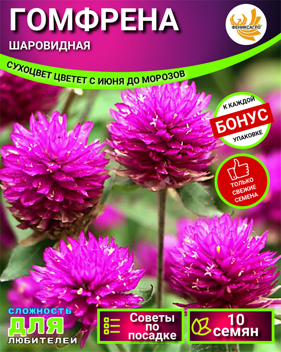 Гомфрена Шаровидная Сухоцвет семена 10шт + Советы по Посеву + Подарок 10545