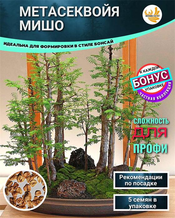 Метасеквойя МИШО-Семена для Бонсай 5 семян + Бонус + Рекомендации по посеву БЕСПЛАТНО! 10546