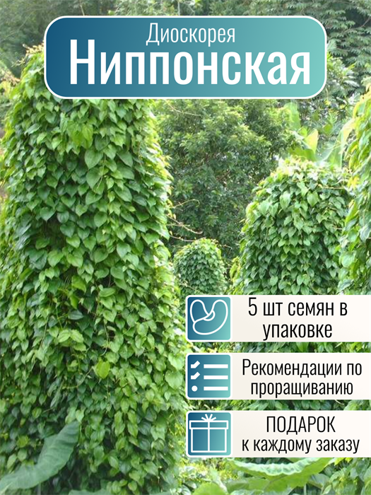 Диоскорея Ниппонская семена 5 шт + Бонус + Рекомендации по проращиванию 10573