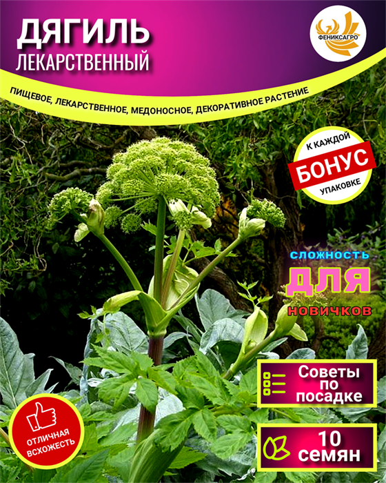 ДЯГИЛЬ Лекарственный Семена 10 шт + Бонус + Рекомендации по посеву БЕСПЛАТНО! 10080