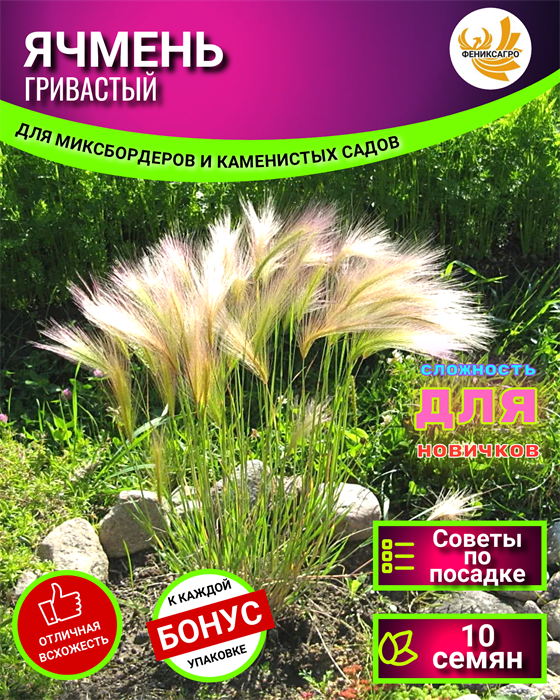 ЯЧМЕНЬ Гривастый Семена 10 шт + Бонус + Рекомендации по посеву БЕСПЛАТНО! 10083