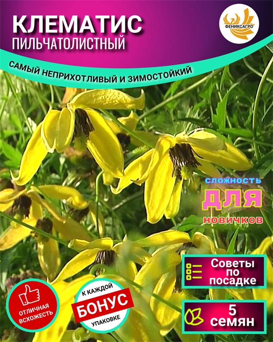 Клематис Пильчатолистный Семена 5 шт + Бонус + Рекомендации по посеву БЕСПЛАТНО! 10084