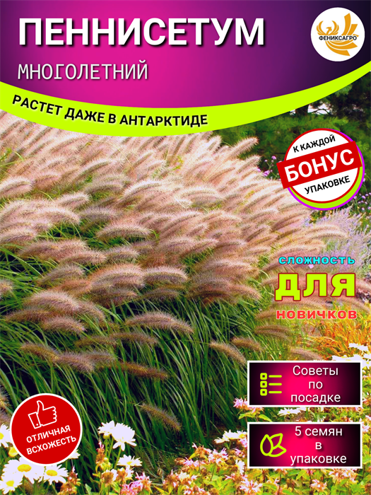 Пеннисетум Семена 5 шт + Бонус + Рекомендации по посеву БЕСПЛАТНО! 10092