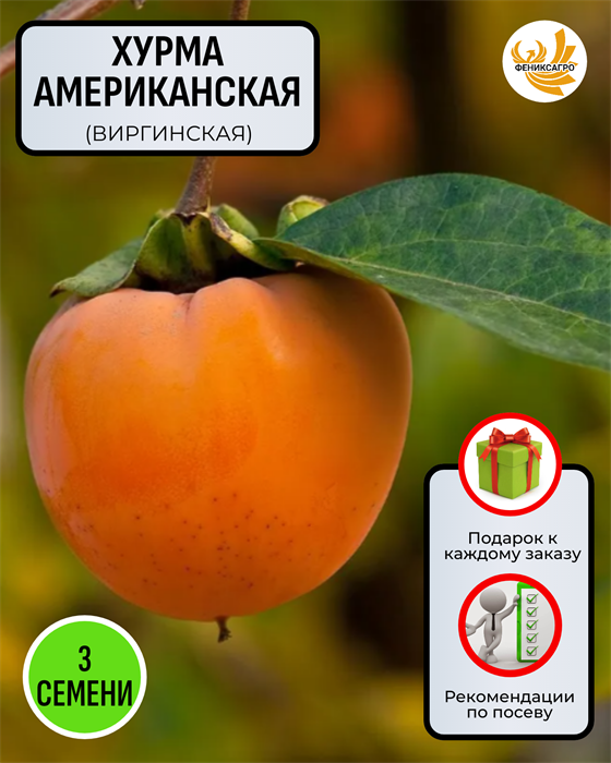 Хурма Американская семена 3 шт Сбор 2023 + Советы по Посеву + Подарок 10102