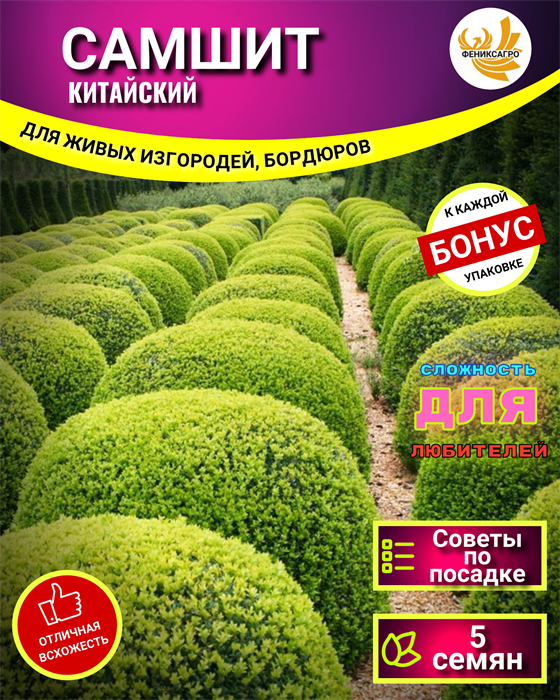 Самшит Китайский семена 5 шт Сбор 2023 + Советы по Посеву + Подарок 10103