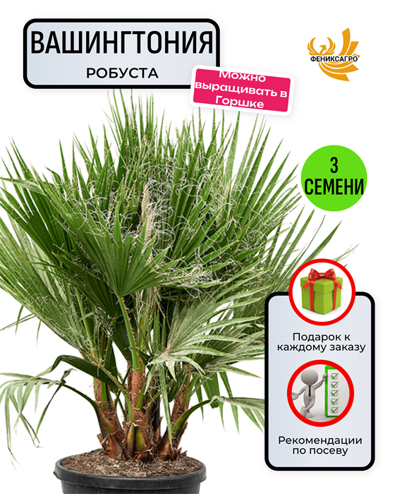 Пальма Вашингтония Робуста семена 3 шт + Советы по Посеву + Подарок 10104