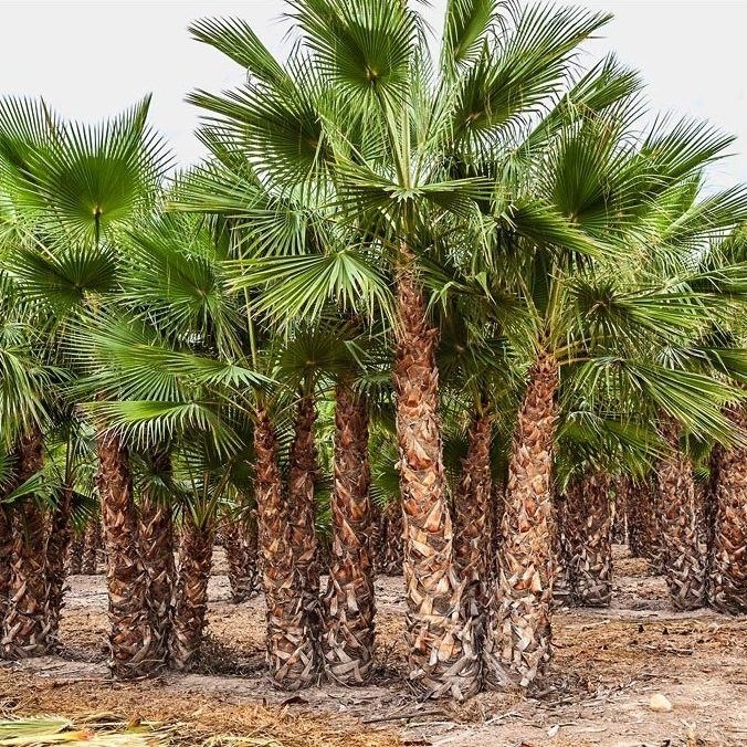 Пальма Вашингтония Робуста семена 3 шт + Советы по Посеву + Подарок - копия 10105