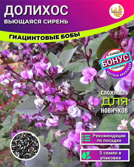 Вьющаяся Сирень Долихос семена 5 шт со Своего Огорода + Советы по Посеву + Подарок 10110