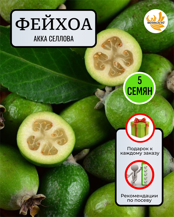 Фейхоа Акка Селлова семена 5 шт со Своего Огорода + Советы по Посеву + Подарок 10111