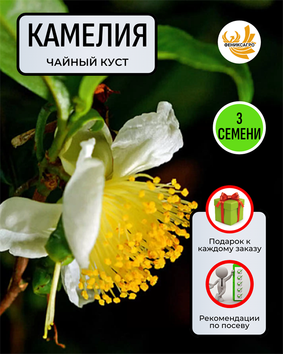 Чайная Камелия семена 3 шт Сбор 2023 + Советы по Посеву + Подарок 10115