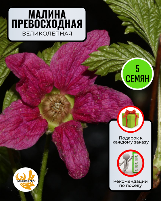 Малина Превосходная семена 5 шт Сбор 2023 + Советы по Посеву + Подарок 10120