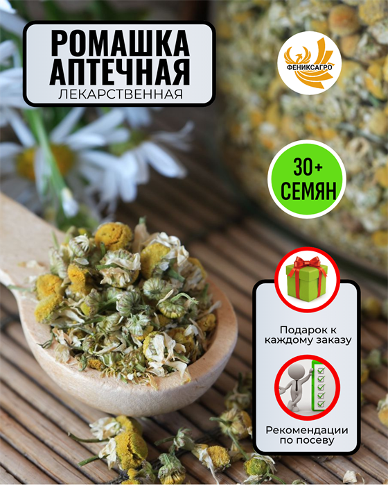 Ромашка Аптечная Лекарственная семена 30шт со Своего Огорода + Советы по Посеву + Подарок 10121
