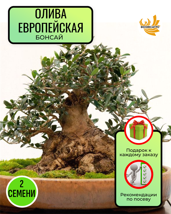 Олива Бонсай семена 2 шт + Советы по Посеву + Подарок 10128