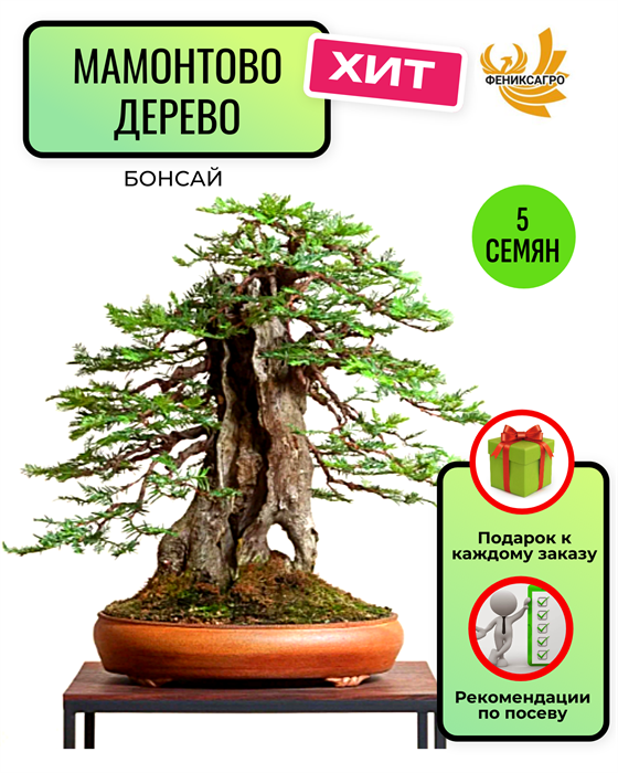 Мамонтово Дерево Бонсай семена 5 шт + Советы по Посеву + Подарок 10130