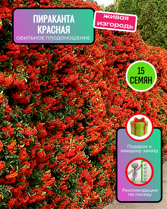Пираканта Красная Вечнозеленая семена 15 шт + Советы по Посеву + Подарок 10133