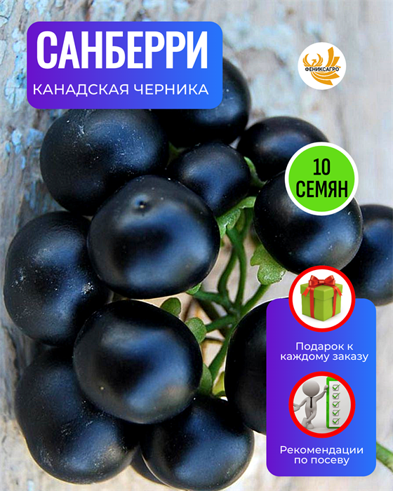 Санберри Канадская Черника семена 10 шт со Своего Сада + Советы по Посеву + Подарок 10134